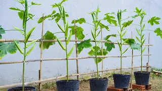 Revealing the secret to grow okra at home for many fruits