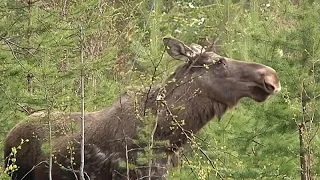 Jagdsaison in Schweden: Elche leben gefährlich