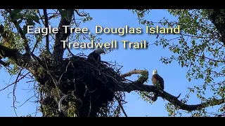 Nesting Eagles, Treadwell Trail, Douglas Island, Alaska (Juneau)