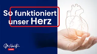 Wie funktioniert das Herz? | Dr. Heart