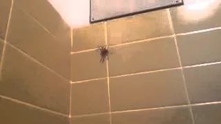 Огромный паук в ванной