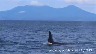 知床羅臼沖のシャチ　ORCA off Rausu