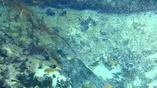 Gainer Springs on Econfina Creek