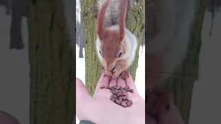 Длинноухий испугался белочку / Long-eared was scared of a squirrel