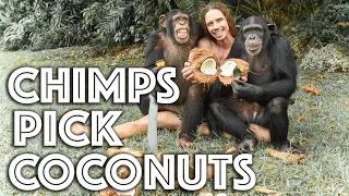 Chimps Pick Coconuts with Kody Antle | Myrtle Beach Safari