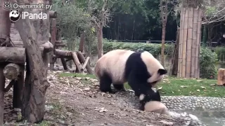 Panda купает своего ребенка