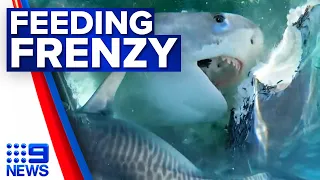 Fisherman films incredible shark feeding frenzy off WA coast | 9 News Australia