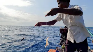 Trevally Fish Caught Using Live Prawns - Part I