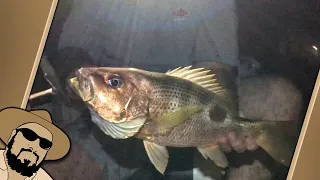 Night Fishing Darwin Harbour