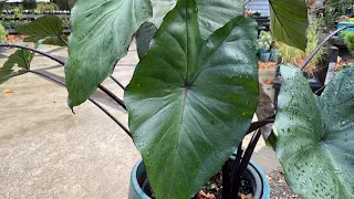 How to Grow Elephant Ear Plants - Indoors/Outdoors - Colocasia esculenta 'Fontanesii'