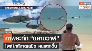 ภาพระทึก ฉลามวาฬ โผล่ใกล้หาดเสม็ด นักท่องเที่ยวแตกตื่น | TNN ข่าวเที่ยง | 1–2-67