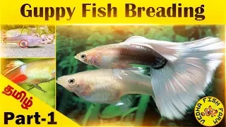 Guppy Fish Breeding Tamil | Part 1
