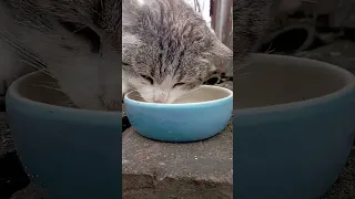 Кот с удивительными глазами!😹 Кормлю кавалера  Британки Елизаветы! 😻🩵