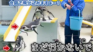 全然言うことを聞いてくれないペンギンショーが面白すぎる【おたる水族館/北海道小樽市】