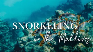 SNORKELING IN THE MALDIVES 🐠 : TOP 2 HOTELS for the best House Reef Snorkeling in the Maldives (4K)