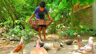 Catching pigeon by using longi | Funny pigeon catch technique