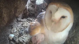 Barn Owl Chicks Hatch 🦉🐣 as Storm Rages Outside ⚡ | Willow & Ghost | Robert E Fuller