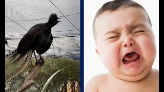 Lyrebird in Australia perfectly mimics crying baby #Shorts