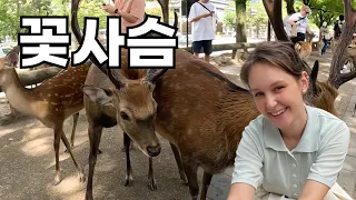 Russian Beauty and a herd of Osaka deer