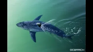 1,200-pound great white shark spotted in the Gulf, and she's not alone