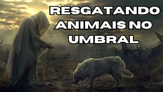 The rescue of animals trapped in the Umbral