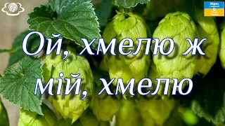 Ой, хмелю ж мій, хмелю