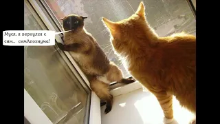 Смешные говорящие коты с озвучкой 2019 - Смешные кошки МатроскинТВ