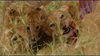 Top 20 cutest baby lions in the world. (1st Places) [African Safari Plus⁺] 191