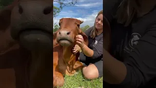 Just like dog this lovely cow loves petting and cuddles 🥰 #short #vegan #food #viral #dog