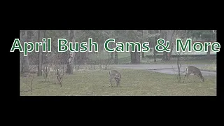 My Bigfoot Story Ep. 174 - April Bush Cams