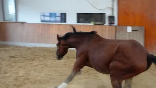 Pferd kaufen ✮ Ist das Pferd eine gute Entscheidung? Verkaufspferde in 3 verschiedene Ställe ansehen