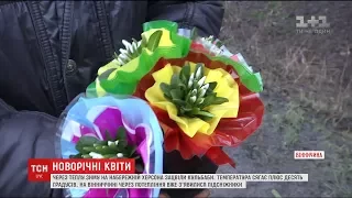 У вінницьких лісах зацвіли "новорічні" підсніжники