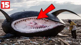 OMG! 15 Strangest Things Discovered After Tsunamis