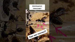 Camponotus singularis are getting too BIG!