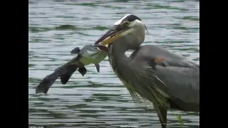 Great Blue Heron Stabs and Eats Big Catfish