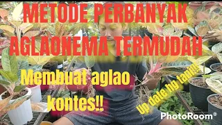 Edukasi.!!!PERBANYAK AGLAONEMA DENGAN MUDAH.UP DATE HARGA TANIAN!!!