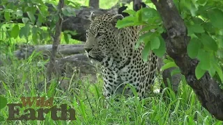 WildEarth - Sunrise Safari - January 2, 2020