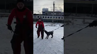 Кане корсо Марс.Тренировка щенка 1 Учим команду чужой.