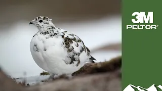 Gorgeous walked-up ptarmigan over setters in Swedish Lapland