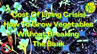 Cost Of Living Crisis How To Grow Vegetables Without Breaking The Bank