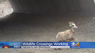 Wildlife Crossings Working Across Colorado