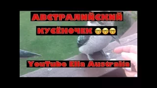 АВСТРАЛИЙСКИЕ КУСЯТА СМЕЮЩИЕСЯ КУКАБАРРЫ ЗИМОРОДОК ВЕЛИКАН КУСАЕТСЯ