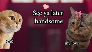 Pov: "POV: love2" #catmemes #meme #funny #relatable #fypシ  #foryou   #catcomedy  #funnycats  #love