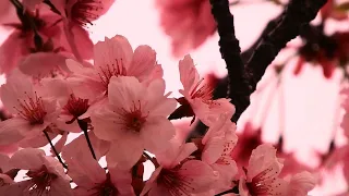 Самое Красивое Цветение Сакуры и Расслабляющая Музыка для Релаксации. Sakura blossom