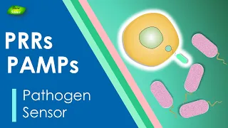 Pattern recognition receptor | Immune system | PRRs | PAMPs | DAMPs | Basic Science Series