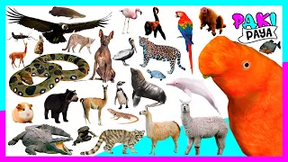 ¡LOS ANIMALES MÁS FASCINANTES DEL PERÚ! 🟥⬜🟥 Peru Wildlife - Video educativo