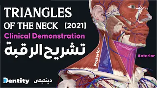 تشريح الرقبة | Neck Triangles