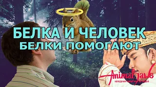 Белка напала на вора и другие случаи