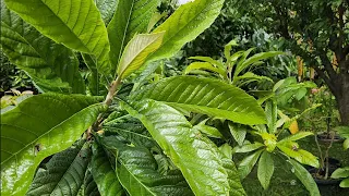 Reasons To Grow Loquat - The Toughest And Most Attractive Tropical Fruit Tree