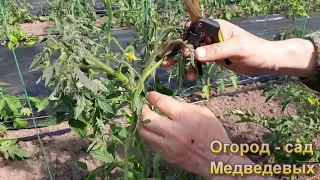 Сложные моменты формирования томатов